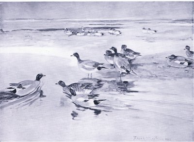 Wigeon on the sands by Frank Southgate